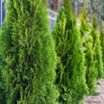 Nim przyjdzie wiosna, podlewam tym tuje. Są silne i zdrowe cały rok