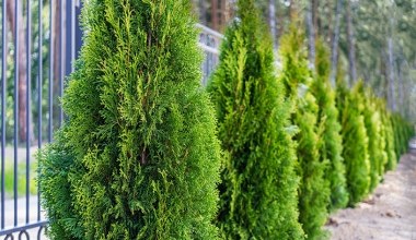 Nim przyjdzie wiosna, podlewam tym tuje. Są silne i zdrowe cały rok 