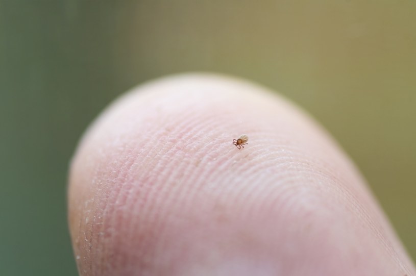 Nimfa kleszcza osiąga rozmiary od półtora do trzech milimetrów, dlatego bardzo trudno ją zauważyć /123RF/PICSEL