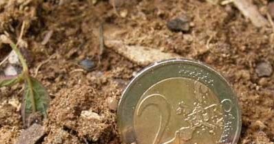 Niska opłacalność uprawy buraków wynika z kursu złotego wobec euro /INTERIA.PL