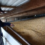 Niskie ceny w skupach to nie zmowa. UOKiK wie, jak pomóc rolnikom i rządowi