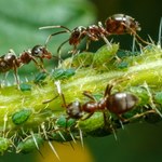 Niszczą kwiaty i trawniki. Domowy sposób na mrówki szybko odstraszy intruzów