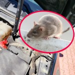 Niszczą samochody na potęgę. Kierowcy płacą słone rachunki