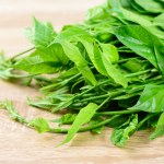 Niszczyciel cukru z Azji. Właściwości gurmaru