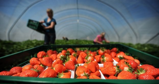 Niższa będzie w tym roku w Polsce jakość owoców i warzyw /AFP