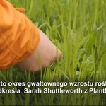 „No Mow May” czyli nie kosimy w maju. Przyroda tego potrzebuje