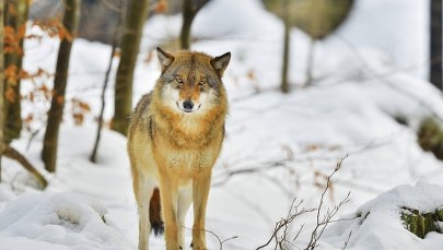 Nocą ulicami Sanoka spaceruje wilk. "Stary basior odrzucony przez watahę"