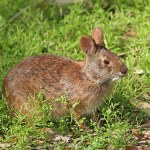 Nocą wychodzi z krzaków zwierzę podobne do królika. Myśleli, że już wymarło