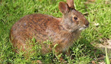 Nocą wychodzi z krzaków zwierzę podobne do królika. Myśleli, że już wymarło