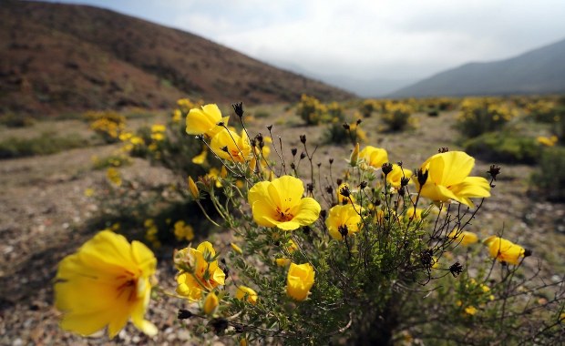 Noce i dnie ze szczyptą soli dały nam życie?