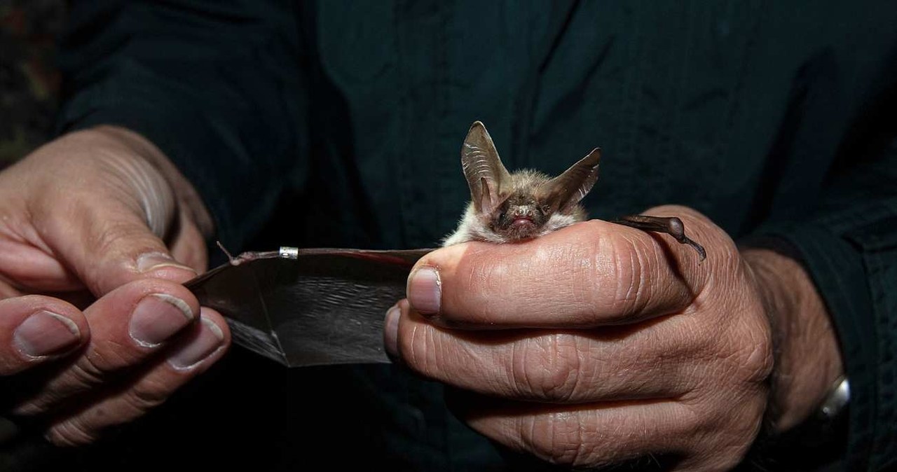 Nocek duży (Myotis myotis) /Dieter Mahlke / imageBROKER /Agencja FORUM