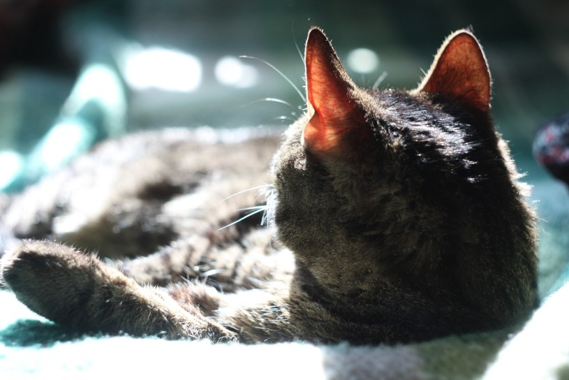 Nocne harce nie dają spokojnie zasnąć? Oto co chce przekazać ci kot