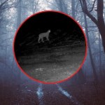 Nocne krzyki rysi w sądeckich lasach. Leśnicy pokazali wyjątkowe nagranie