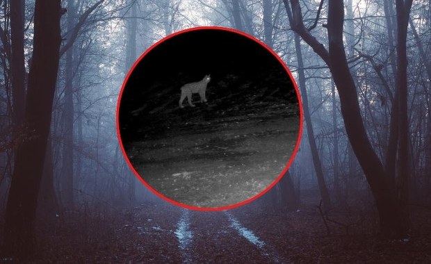 Nocne krzyki rysi w sądeckich lasach. Leśnicy pokazali wyjątkowe nagranie