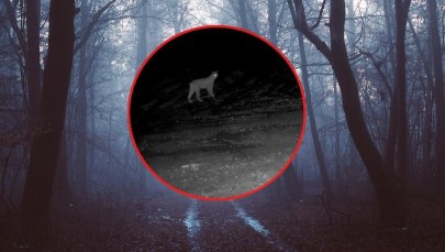 Nocne krzyki rysi w sądeckich lasach. Leśnicy pokazali wyjątkowe nagranie