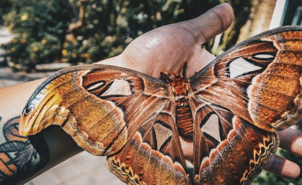 Nocne motyle są jeszcze poczwarkami. Oczekiwanie w Jaworzu