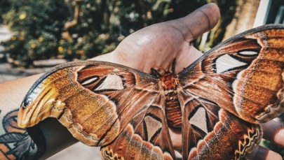 Nocne motyle są jeszcze poczwarkami. Oczekiwanie w Jaworzu