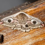 Nocne owady znikają. Radar ujawnił skalę problemu