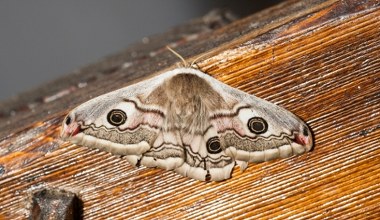 Nocne owady znikają. Radar ujawnił skalę problemu