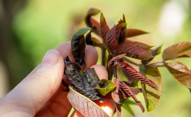 Nocne przymrozki dewastują sady i pola. Czy uda się ocalić plony?
