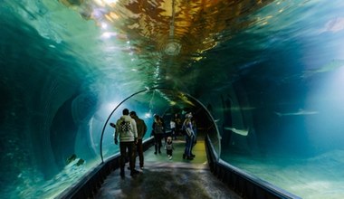 Nocowanie w Afrykarium we Wrocławiu. Zoo zapowiada kolejne terminy