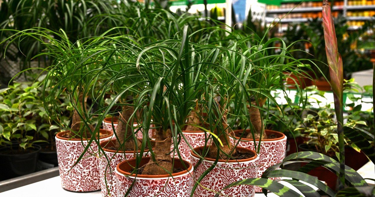 "Noga słonia" to roślina idealna dla zapominalskich, zapracowanych, a także dla tych, którzy nie posiadają "ręki do kwiatów" /123RF/PICSEL