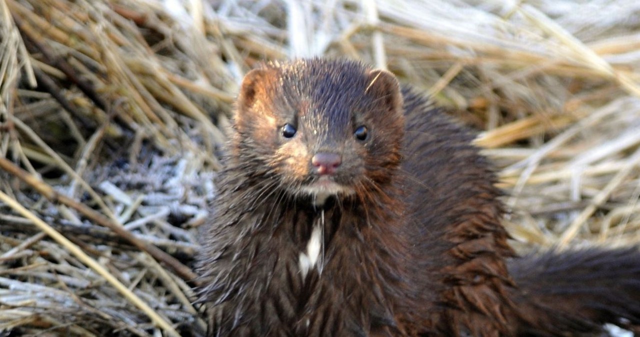 Norka amerykańska jest obcym gatunkiem inwazyjnym, który zagraża rodzimej faunie /Piotr Kamionka/REPORTER /East News