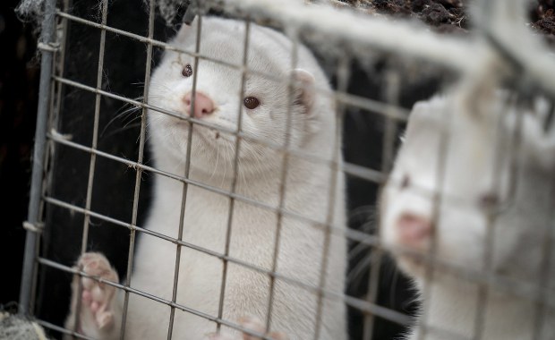 Norki z fermy na Pomorzu nie mają koronawirusa