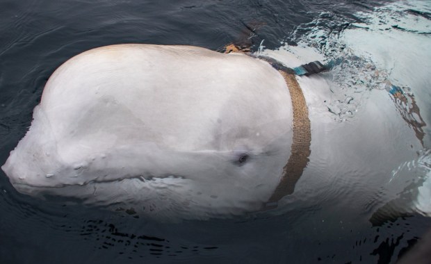 Norwedzy znaleźli "rosyjskiego wieloryba szpiegowskiego". Miał uprząż do kamery GoPro