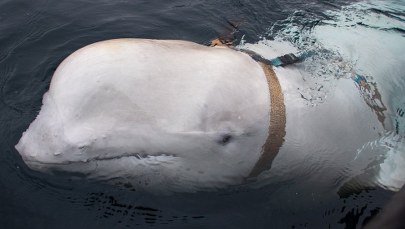 Norwedzy znaleźli "rosyjskiego wieloryba szpiegowskiego". Miał uprząż do kamery GoPro