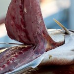 Norwegia: Oferty dla Polaków w przetwórniach, hotelach i magazynach