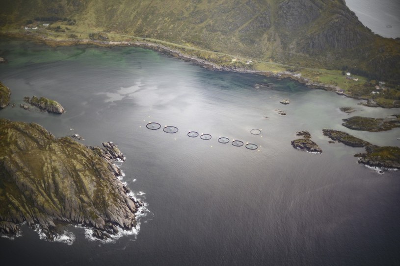 Norwegia planuje nałożyć podatek na hodowców i producentów łososia /AFP