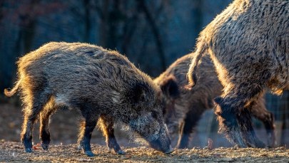 Norwegia postawi płot na granicy ze Szwecją. Powodem... dziki