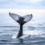 Norwegia znów to robi wielorybom. Większość świata wycofała się dawno temu 