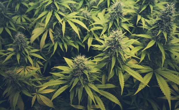 Nos mundurowych nie zmylił. Narkotyki w mieszkaniu pseudokibica