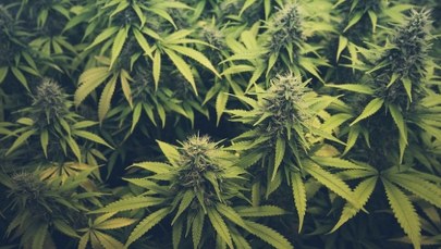 Nos mundurowych nie zmylił. Narkotyki w mieszkaniu pseudokibica