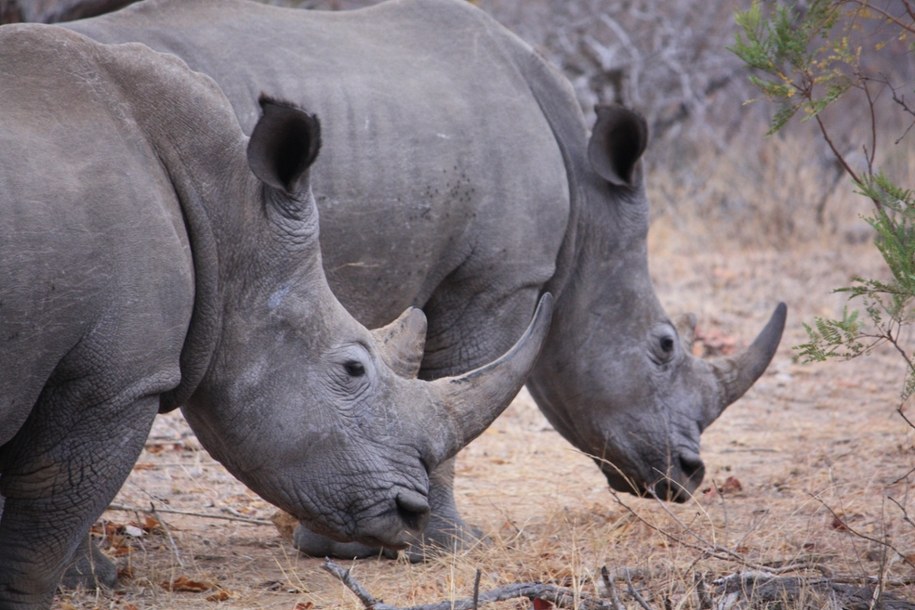 Nosorożce białe w Parku Narodowym Krugera w RPA /Fot. Grzegorz Jasiński /RMF FM