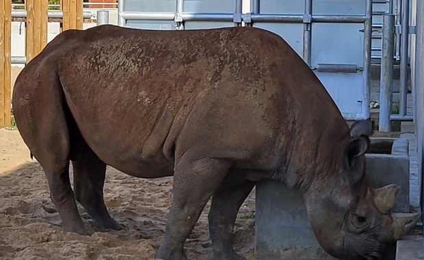 Nosorożce z poznańskiego ZOO uczą się przebywania z ludźmi, słuchając...radia!