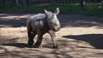 Nosorożec biały urodził się w ogrodzie zoologicznym w Chile. Poznajcie Silverio! 