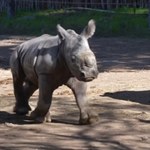 Nosorożec biały urodził się w ogrodzie zoologicznym w Chile. Poznajcie Silverio! 