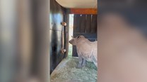 Nosorożec Daisy otwiera i zamyka drzwi. Zdumiewające