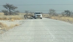 A rhino attacked a tourist car