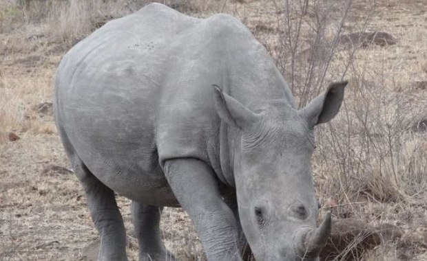 Nosorożec ze śląskiego zoo bierze udział w programie in vitro