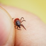 kleszcze Nowa choroba przenoszona przez kleszcze. Może być zagrożeniem dla ludzi