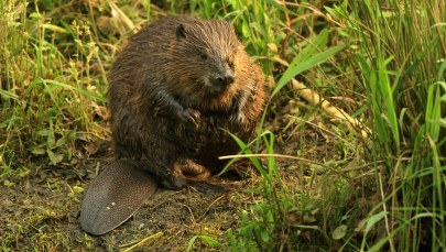 Nowa Dęba: Polowali na bobry, które przerabiali na wędliny