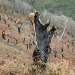 Nowa deklaracja klimatyczna Europy. Polska była przeciwna