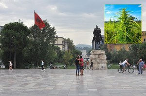 "Nowa era" Albanii? Plany legalizacji marihuany