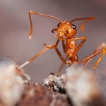 Nowa hybryda ognistych mrówek wywołuje popłoch w Stanach Zjednoczonych