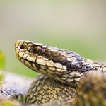 Nowa jadowita żmija blisko granic Polski. Na głowie ma rysunek motyla