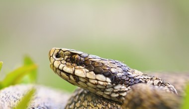 Nowa jadowita żmija blisko granic Polski. Na głowie ma rysunek motyla